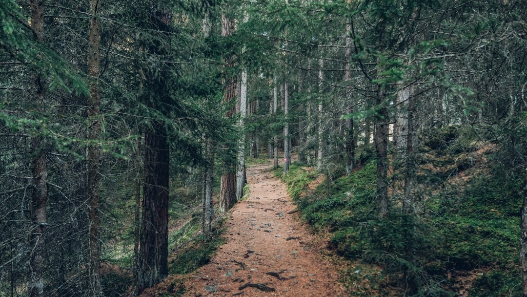 sustainable forest path